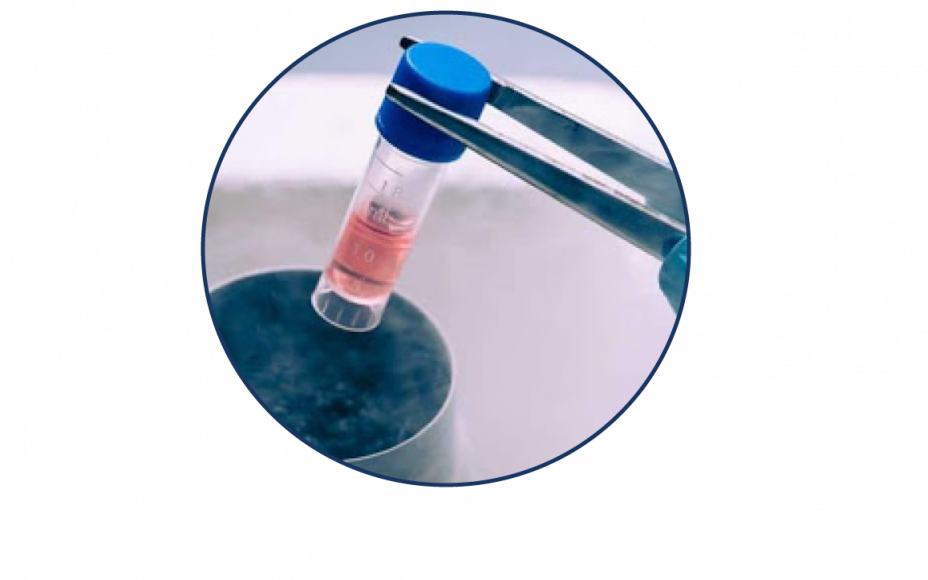 gallery/vitrificacion-obulos